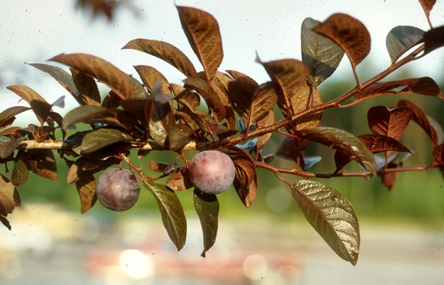 {Prunus cerasifera}